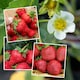 image 1 of Marshalls Garden Strawberry All Season Space Saver Collection - 30 Bare Roots | Multi | Strawberry