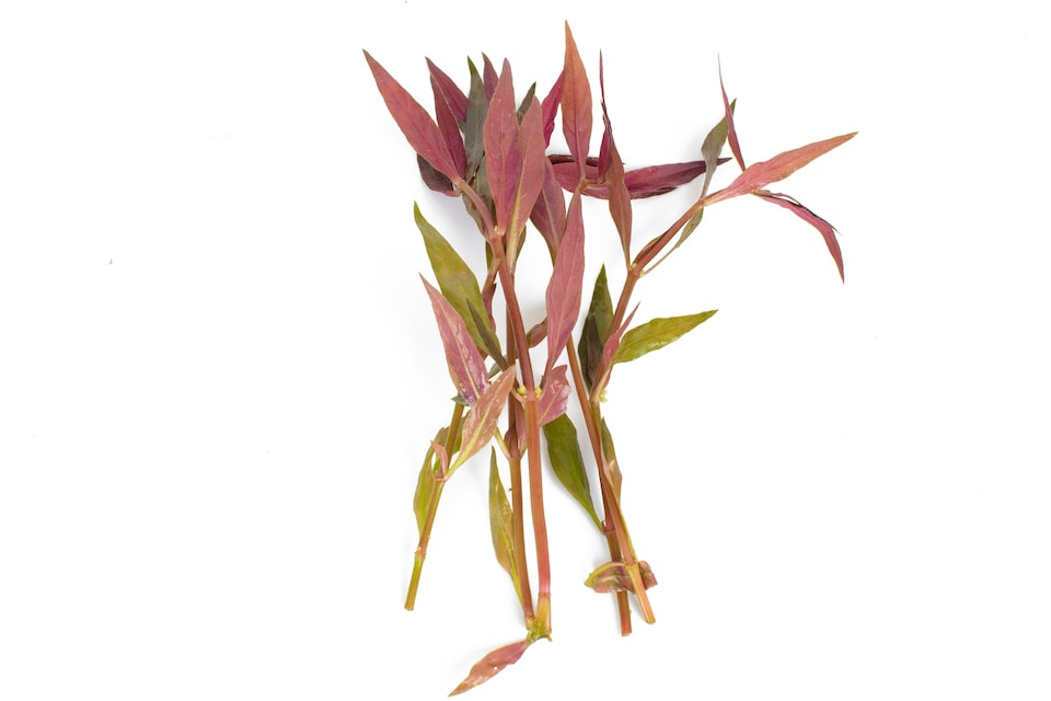 image 1 of Scarlet Temple (Alternanthera reineckii) - Live Aquarium Plant for Midground Planting, Red Foliage - Fish Tank Plant