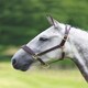 image 1 of Shires Velociti GARA Leather Travel Headcollar Brown | Size: Pony
Colour: H.Brown