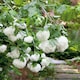 image 2 of Viburnum opulus Roseum Snowball  White Flowering Shrub, RHS AGM 9cm
