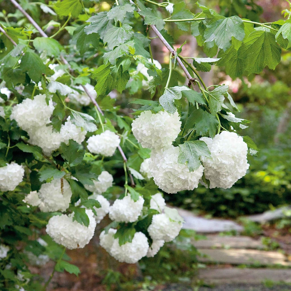 image 1 of Viburnum opulus Roseum Snowball  White Flowering Shrub, RHS AGM 9cm