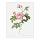 image 1 of Boursault Rose Floral Redoute Vintage Huge Wall Art Poster Print 24X32"