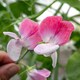 image 6 of Sweet Pea Little Red Riding Hood | Multi | Green, White, Pink, Red | Flower Seeds | 1