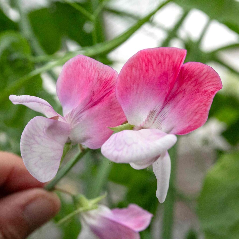 image 1 of Sweet Pea Little Red Riding Hood | Multi | Green, White, Pink, Red | Flower Seeds | 1