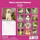 image 2 of Yellow Labrador Retriever 2026 Calendar | Square Wall Calendar | Dog Breed Gift | Plastic Free Packaging | by Avonside Publishing