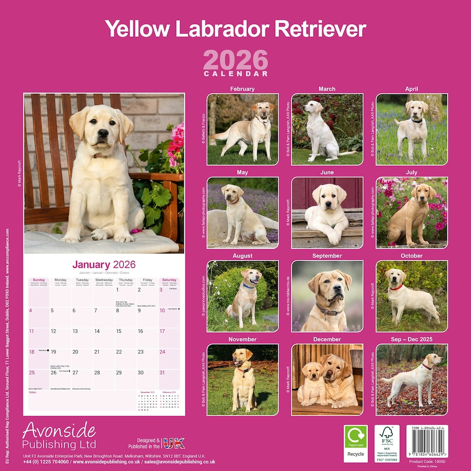 image 1 of Yellow Labrador Retriever 2026 Calendar | Square Wall Calendar | Dog Breed Gift | Plastic Free Packaging | by Avonside Publishing