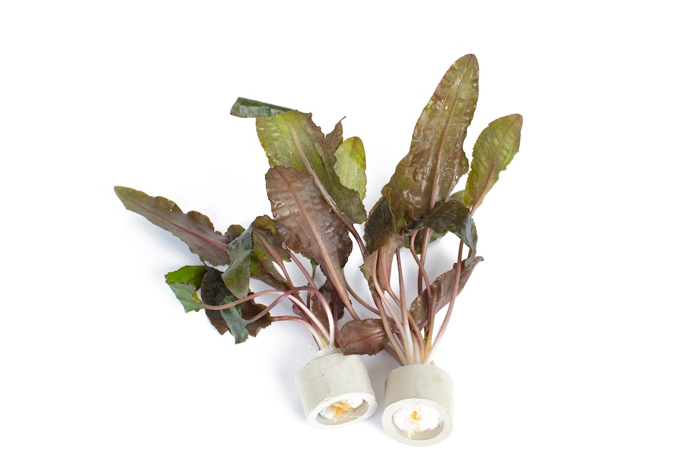 image 1 of Cryptocoryne beckettii - Live Aquarium Plant for Midground Planting, Low Light, Beginner Friendly - Fish Tank Plant