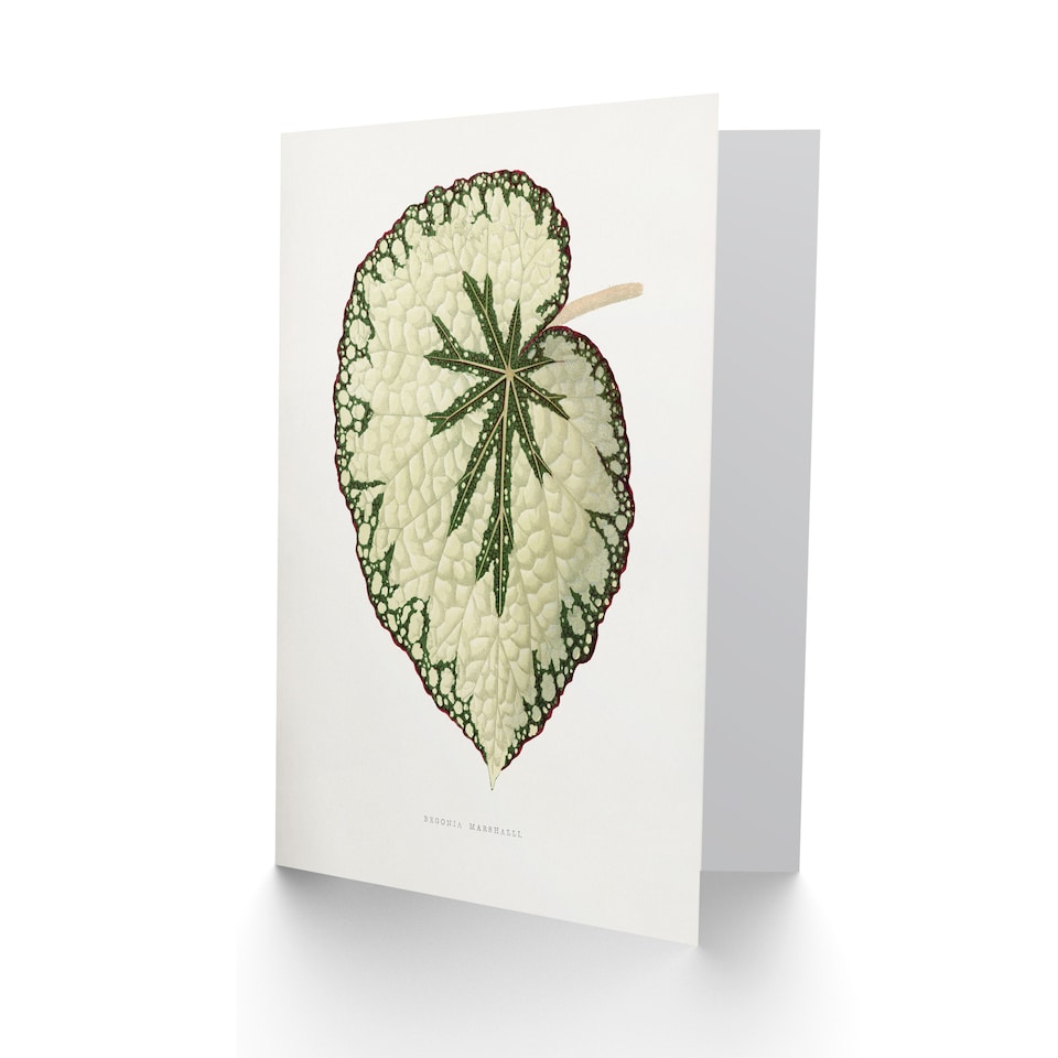 image 1 of AF Lydon Benjamin Fawcett Begonia Marshall Leaf Art Greeting Card