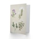 image 2 of Sarah Featon Art Card New Zealand Four Veronica Flowering Plants