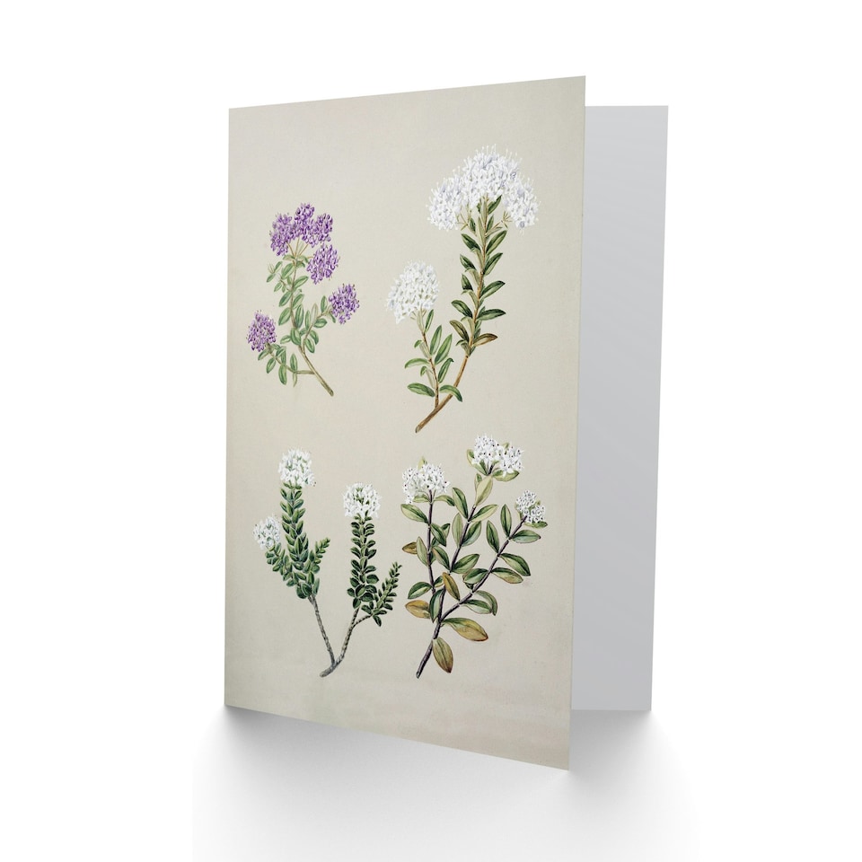 image 1 of Sarah Featon Art Card New Zealand Four Veronica Flowering Plants