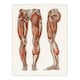 image 3 of Carl Ernst Bock Framed Wall Art Print Leg and Feet Muscle Anatomy Home Décor