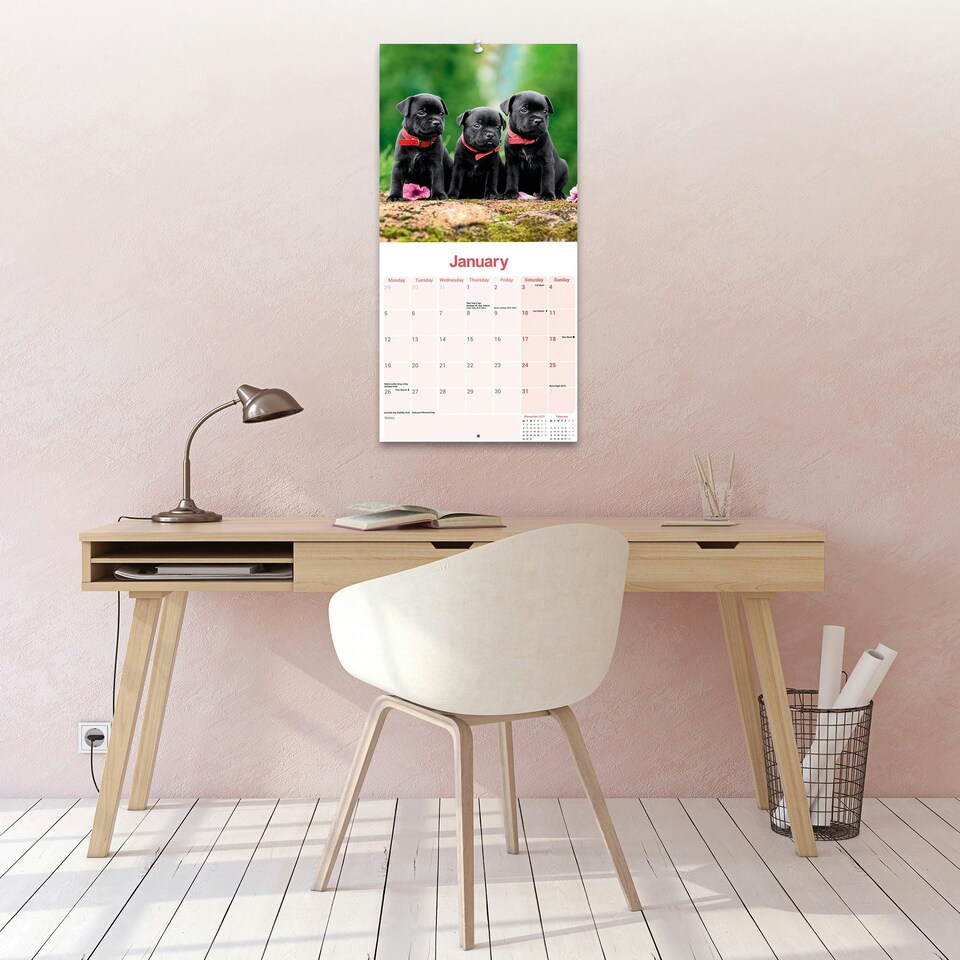 image 1 of Staffordshire Bull Terrier Puppies 2026 Calendar | Square Wall Calendar | Dog Breed Gift | Plastic Free Packaging | by Avonside Publishing
