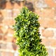 image 3 of Primrose Artificial Grass Topiary Spiral Design Bush 120cm