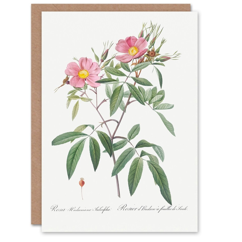 image 1 of Pierre-Joseph Redouté Art Card Hudson Swamp Rose Flowers