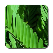 Natural dark green leaves, long slender green leaves (Coaster)