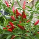 image 3 of Carbeth Plants Chilli Pepper Birdseye Vegetable Plant - 9cm Pot - Easy Grow Kitchen Garden