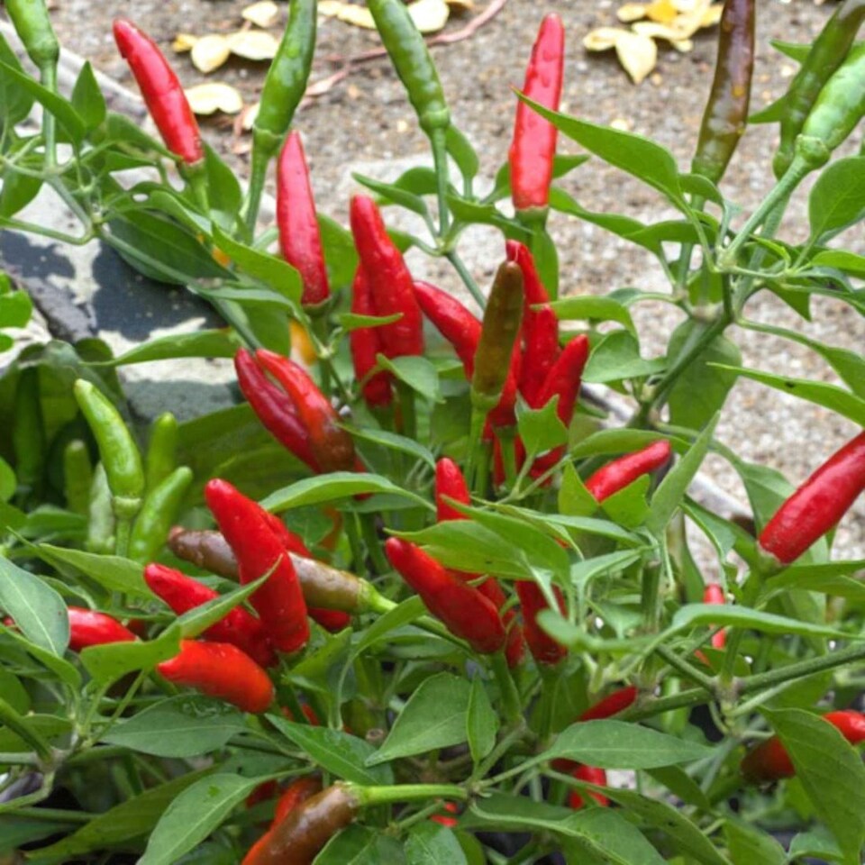 image 1 of Carbeth Plants Chilli Pepper Birdseye Vegetable Plant - 9cm Pot - Easy Grow Kitchen Garden