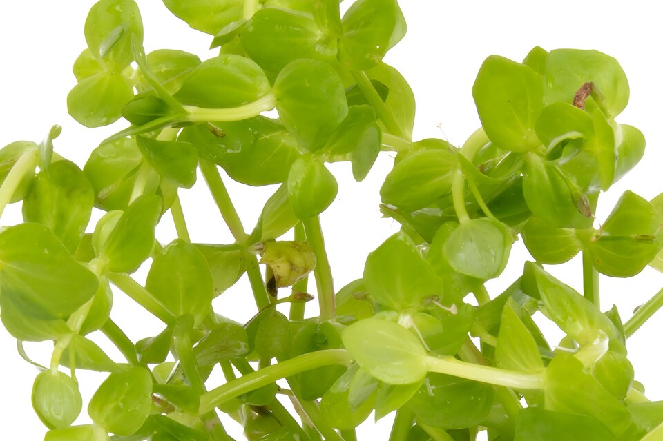 image 1 of Baby Tears (Lindernia rotundifolia) - Live Aquarium Plant for Midground Planting, No CO2 Needed - Fish Tank Plant