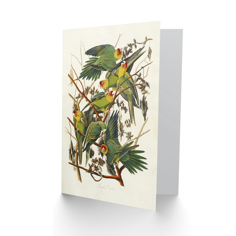 image 1 of John James Audubon Art Card Carolina Parakeet Parrot