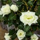 image 9 of Outsunny Set of 2 90cm Artificial Rose Tree, Fake Decorative Plant, White