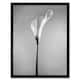 image 1 of Flower Black And White Calla Lily Home Decor 12x16" Framed Wall Art Print