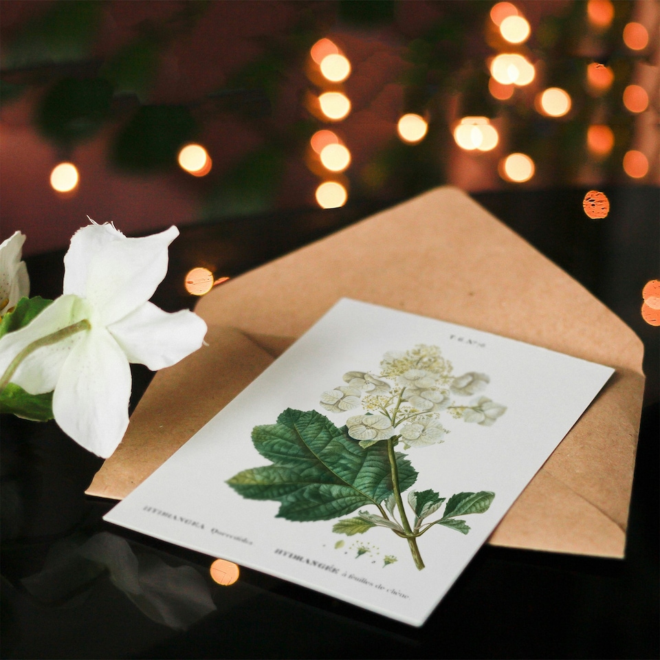 image 1 of Pierre-Joseph Redouté Art Card Oakleaf Hydrangea Flowers