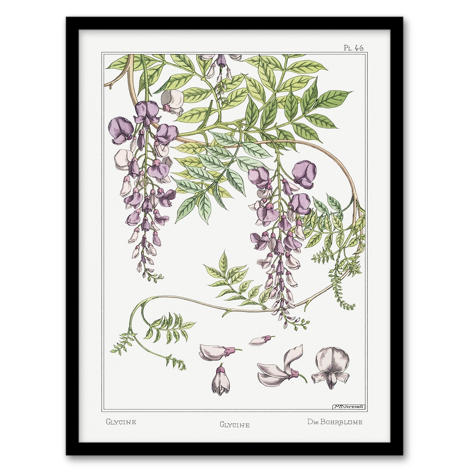 image 1 of Maurice Pillard Verneuil Framed Wall Art Print Wisteria Flower Home Décor