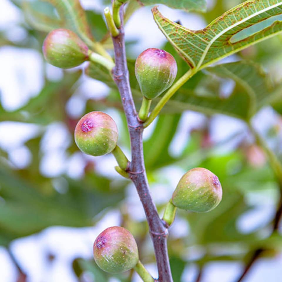 image 1 of YouGarden Ficus 'Little Miss Figgy', Dwarf Fig Tree, 3 Litre Potted, Ready to Plant, Hardy and Compact, Great for Small Gardens