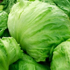 Carbeth Plants 3 x Iceberg Lettuce Vegetable Plant - 6 pack - Easy Grow Kitchen Garden
