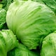 image 1 of Carbeth Plants 3 x Iceberg Lettuce Vegetable Plant - 6 pack - Easy Grow Kitchen Garden