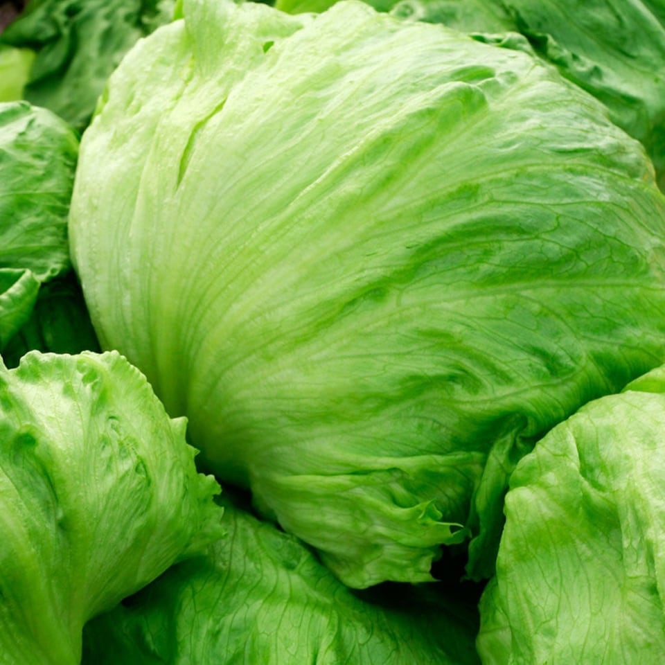 image 1 of Carbeth Plants 3 x Iceberg Lettuce Vegetable Plant - 6 pack - Easy Grow Kitchen Garden