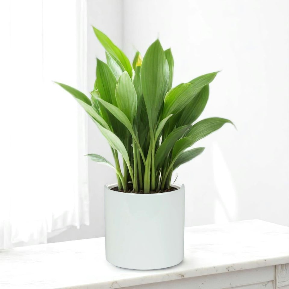 image 1 of Glossy White Ceramic Indoor Plant Pot H17 x W17.5cm White