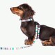 image 1 of ZEZE French Pet Harness and Lead Multi | S