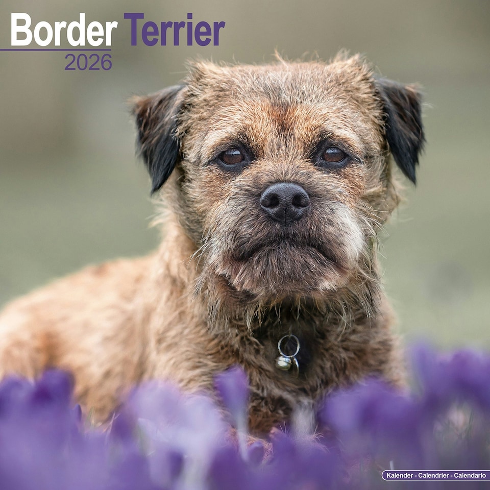 image 1 of Border Terrier 2026 Calendar | Square Wall Calendar | Dog Breed Gift | Plastic Free Packaging | by Avonside Publishing