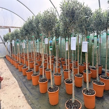 Olea Europaea Hardy Outdoor Garden Olive Tree 5-6ft Tall By Direct Plants