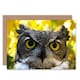 image 1 of Animal Serious Face Owl Birthday Card
