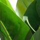 image 5 of Pack of 6 x 45cm Artificial Aureum Plant