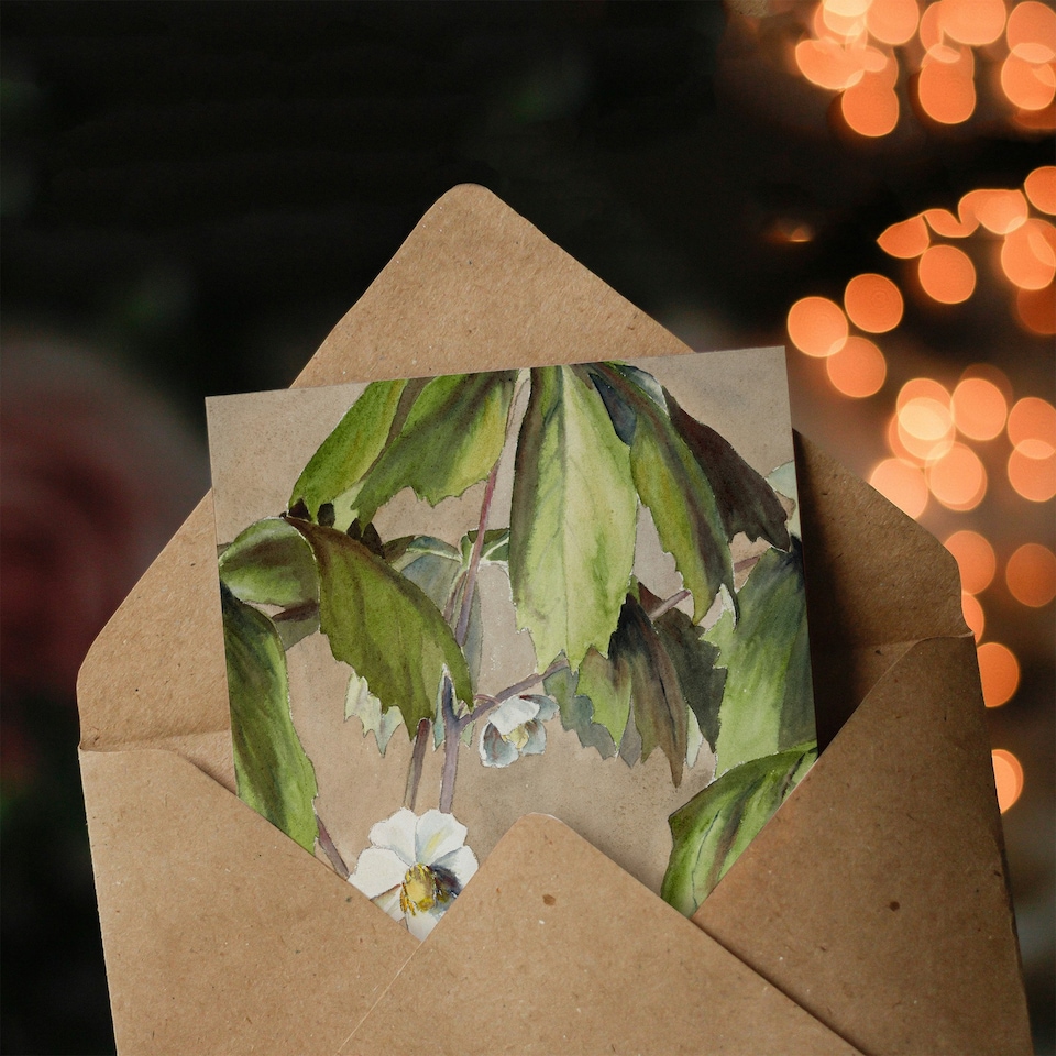 image 1 of Hannah Borger Overbeck Art Card May Apple Flower Watercolour