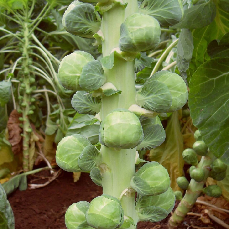 image 1 of Marshalls Garden Organic Brussels Sprout Seeds 'Nautic' F1