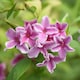 image 1 of Marshalls Garden Jasminum 'Starry Starry Summer Scent' Fragrant Climbing Jasmine 9cm