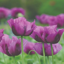 Poppy Hungarian Blue Bread Seed Hardy Annual Flower Seeds Easy Grow Ornamental Culinary Edible 1x Seed Packet