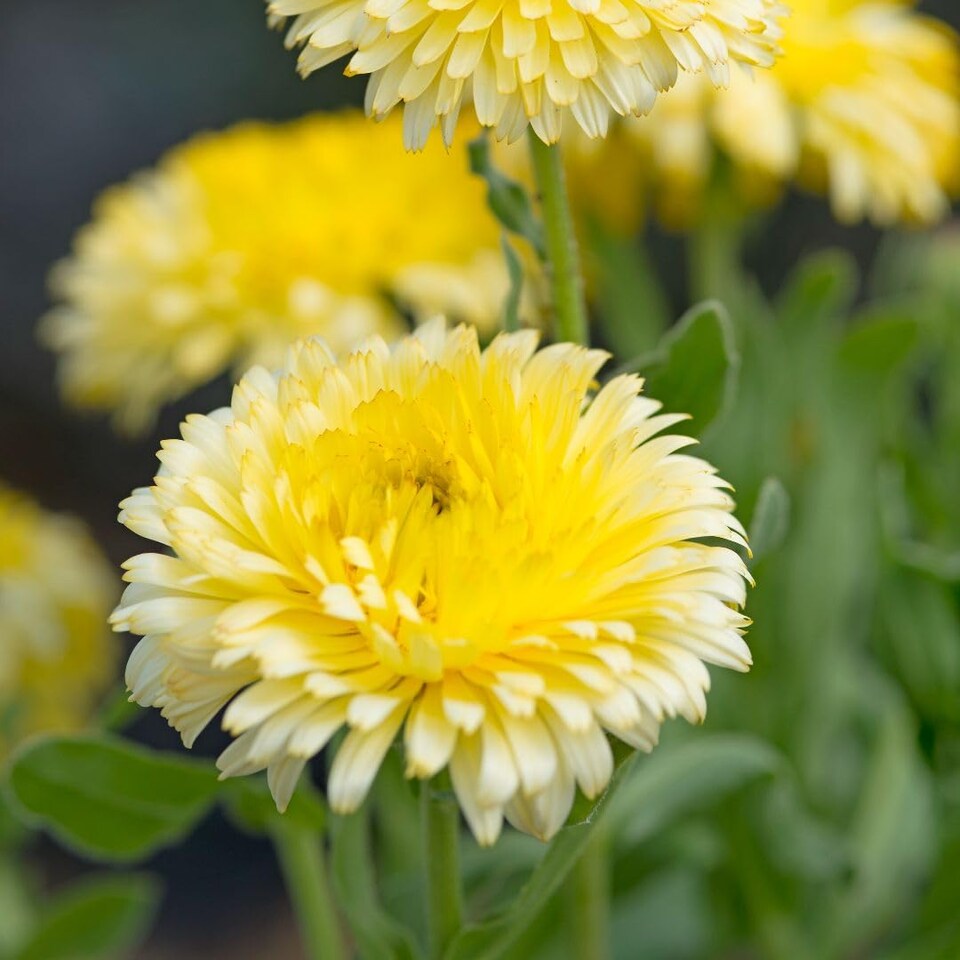 image 1 of Calendula officinalis Double Lemon Dwarf - Hardy Annual Edible Flower Seeds (50pk) by T&M