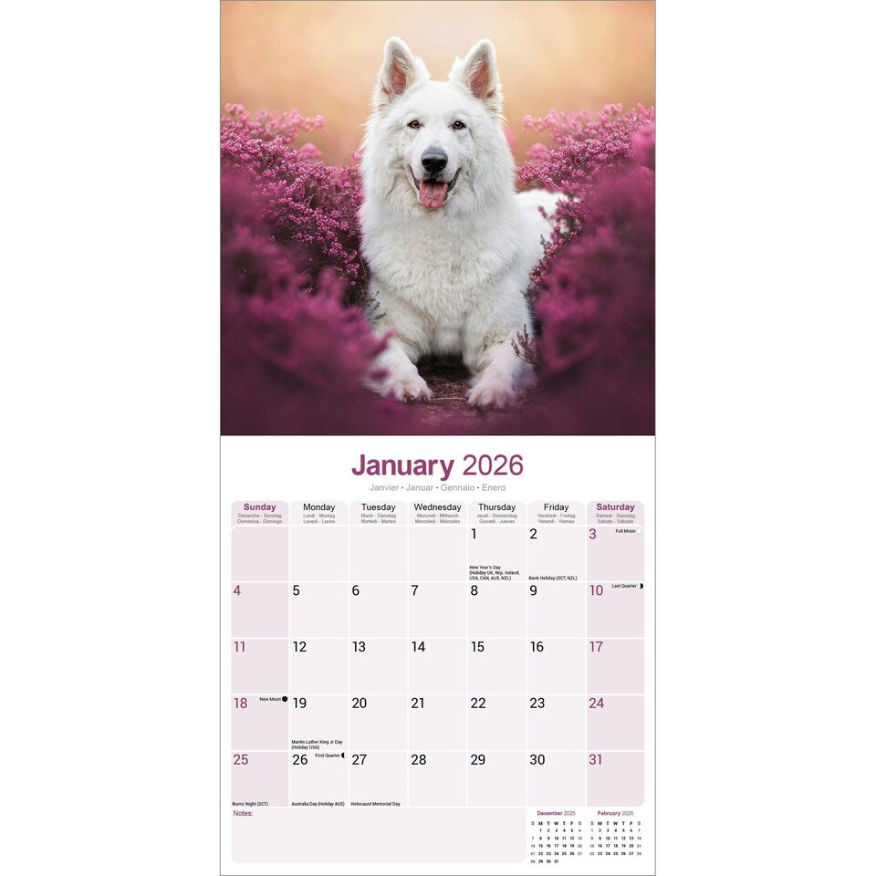 image 1 of White Shepherd 2026 Calendar | Square Wall Calendar | Dog Breed Gift | Plastic Free Packaging | by Avonside Publishing
