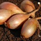 image 2 of Carbeth Plants 500g Biztro Shallot Sets - Easy to Grow Bulbs - Perfect for Cooking & Storing