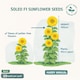 image 2 of Fothergills Premium Sunflower Seeds - Soleo F1