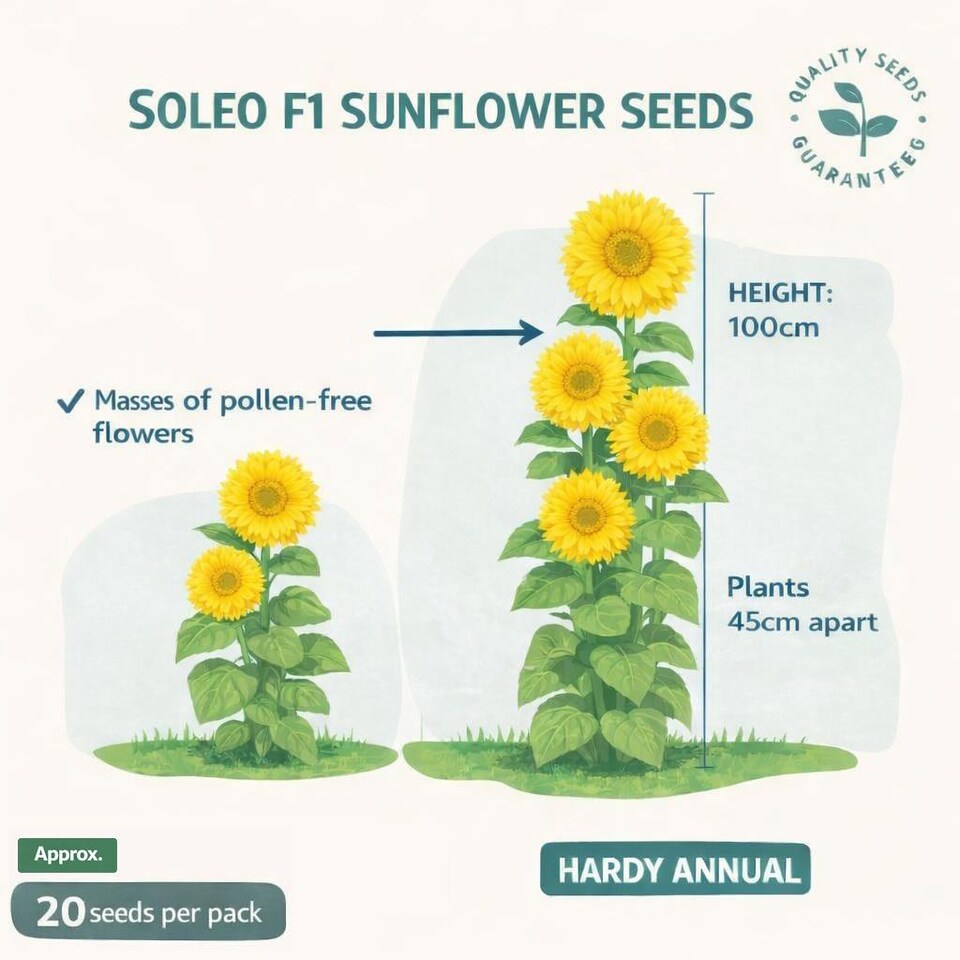 image 1 of Fothergills Premium Sunflower Seeds - Soleo F1