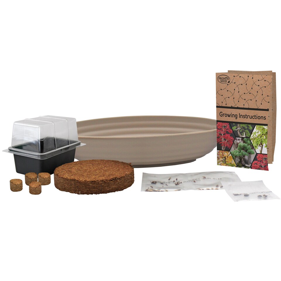 image 1 of Grow Your Own Bonsai Kit - Traditional Trio - Pine, Sweetgum & Larch with Slate & Propagator | Multi | Trio Bonsai | 1