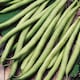 image 4 of Carbeth Plants 3 x Runner Bean Scarlet Emperor Vegetable Plant - 6 pack - Easy Grow Kitchen Garden