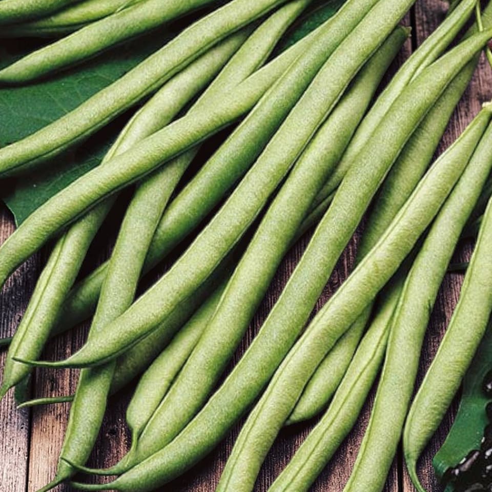 image 1 of Carbeth Plants 3 x Runner Bean Scarlet Emperor Vegetable Plant - 6 pack - Easy Grow Kitchen Garden