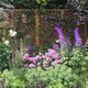 image 3 of English Fan Outdoor Garden Privacy Screening Wall Trellis 1.83m x 1.8m